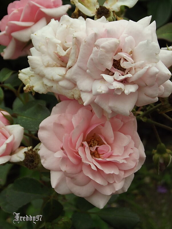 Розы - Freddy 97