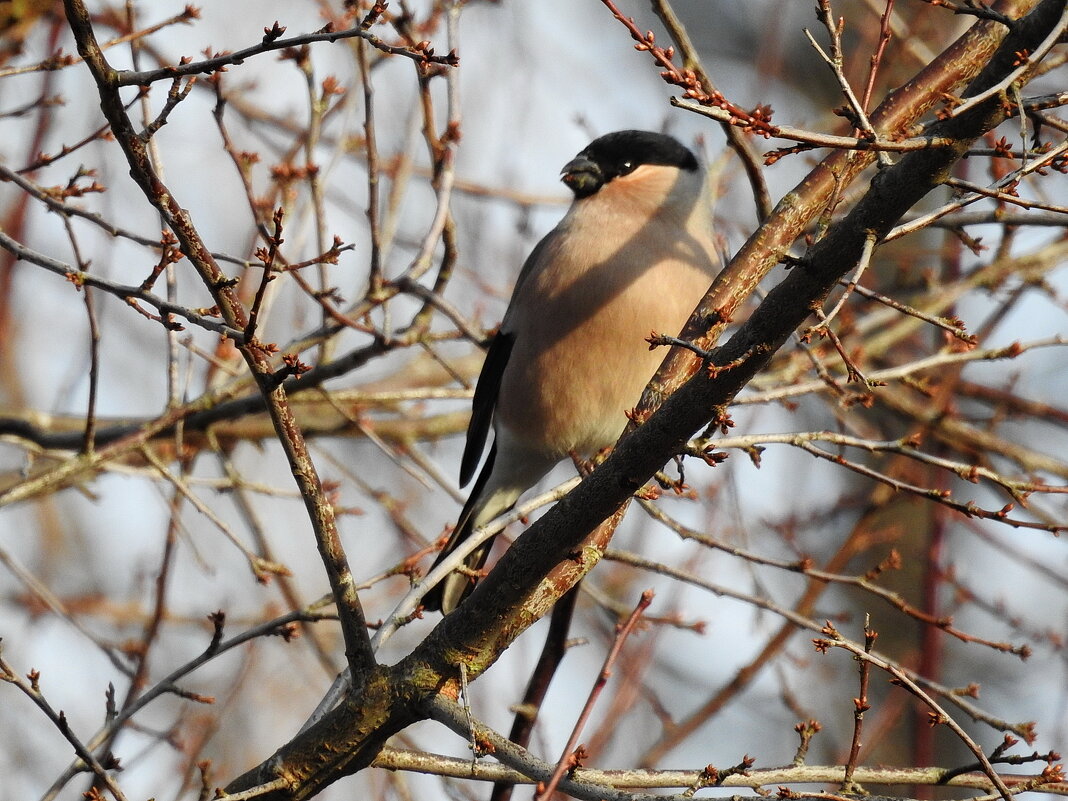 весна - ИННА ПОРОХОВА