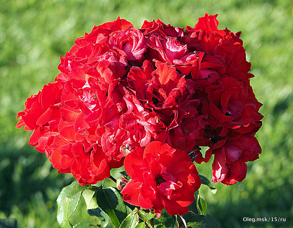 они на радость нам даны - Олег Лукьянов