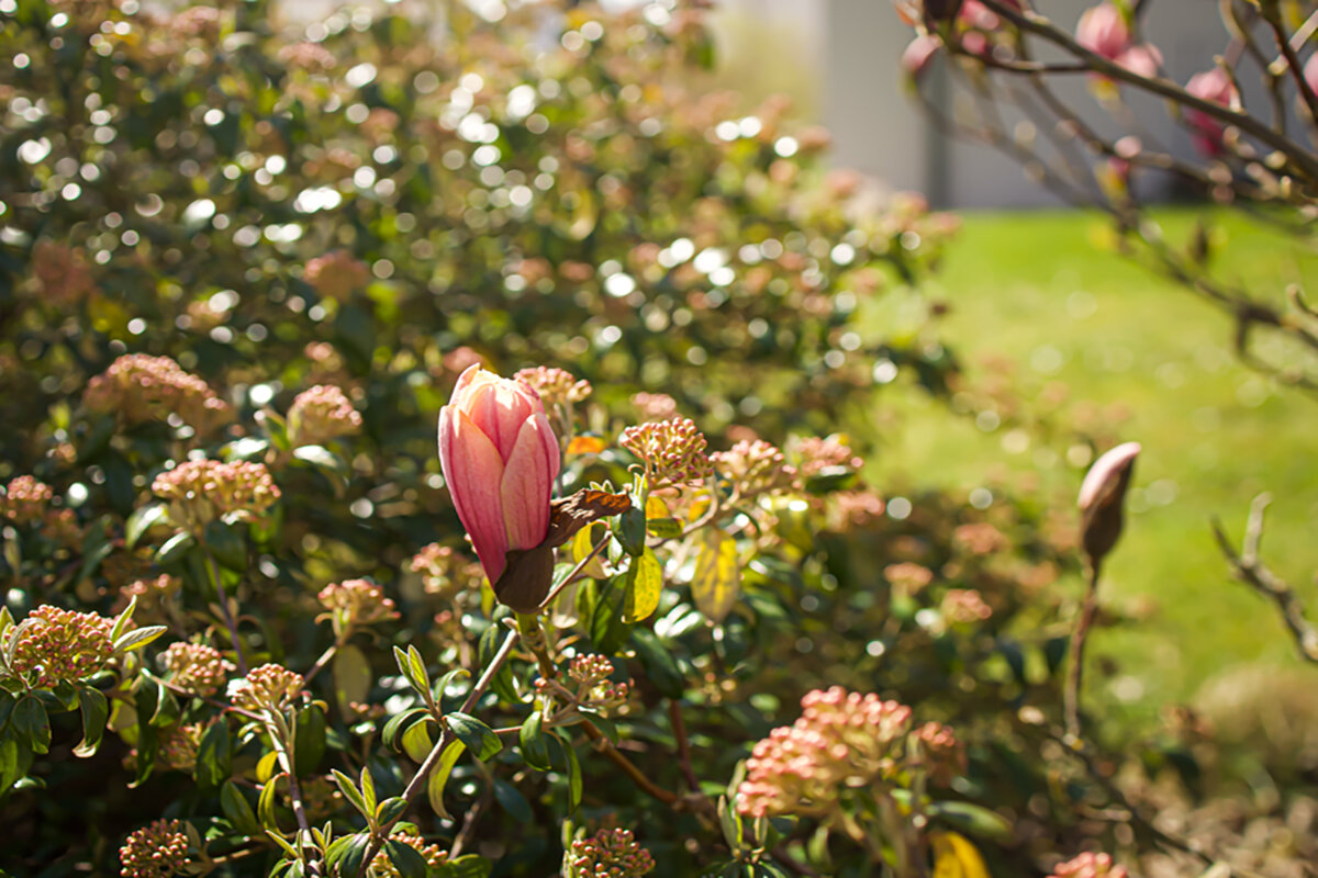 Утреннее солнце. - Lucy Schneider 
