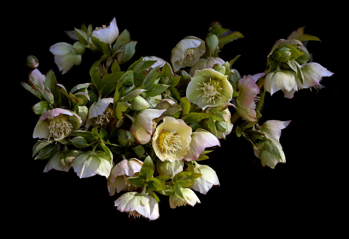 Морозник 26 марта в Ботсаду МГУ - Михаил Бибичков