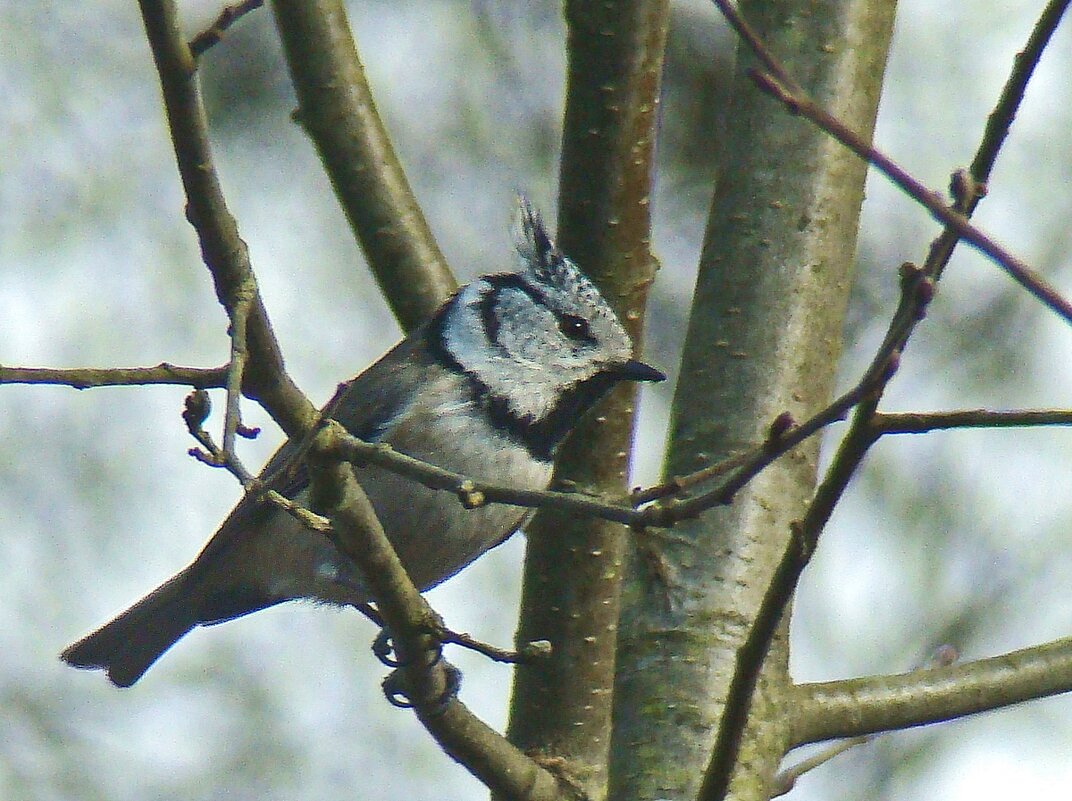 хохлатая синица или гренадёрка - gawrilа - dan