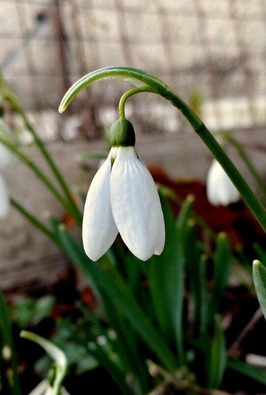 На полисадниках Куска - Александр Кондаков