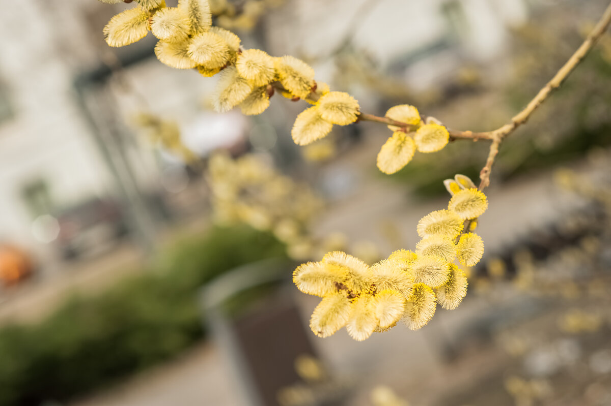 А у нас во дворе. - Николай 