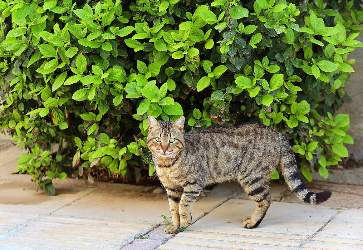 Зеленоглазый котик. - Оля Богданович
