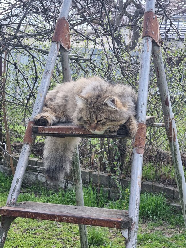 Вздремнулось... - Наталья 