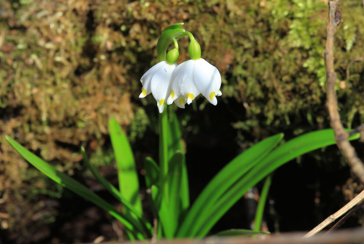 Подснежники в нашем парке - Ninell Nikitina
