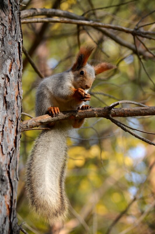 Белка в парке - Savayr 