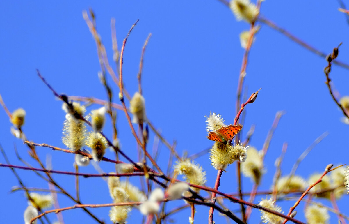 из снятого сегодня  1 - Александр Прокудин
