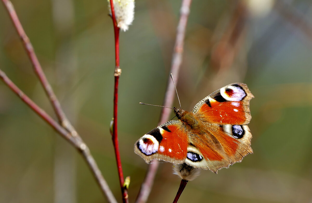 из снятого сегодня 4 - Александр Прокудин