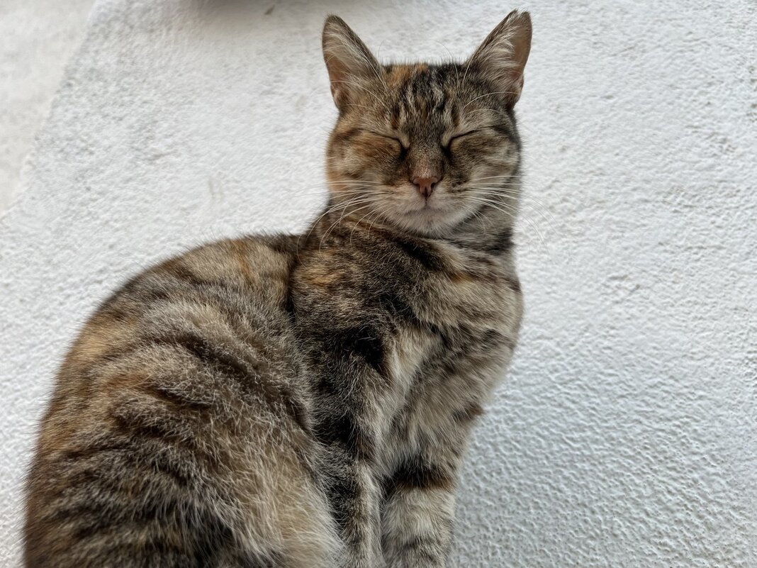 Не Тамара, но Царица... - Михаил Андреев