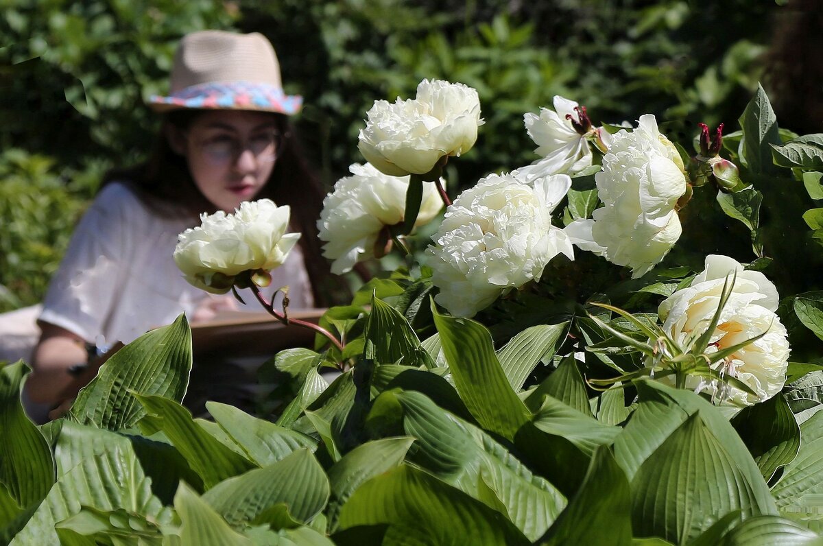 Время пионов - ZNatasha -