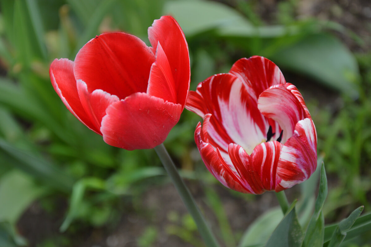 *** - Надежда Куркина 