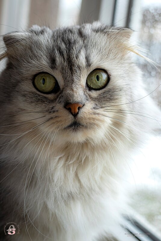 Портрет Даши - Анастасия Белякова