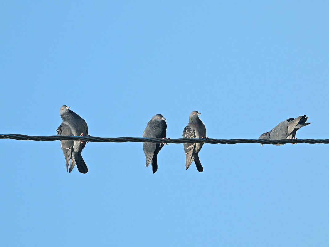 Весенняя рапсодия - Леонид leo