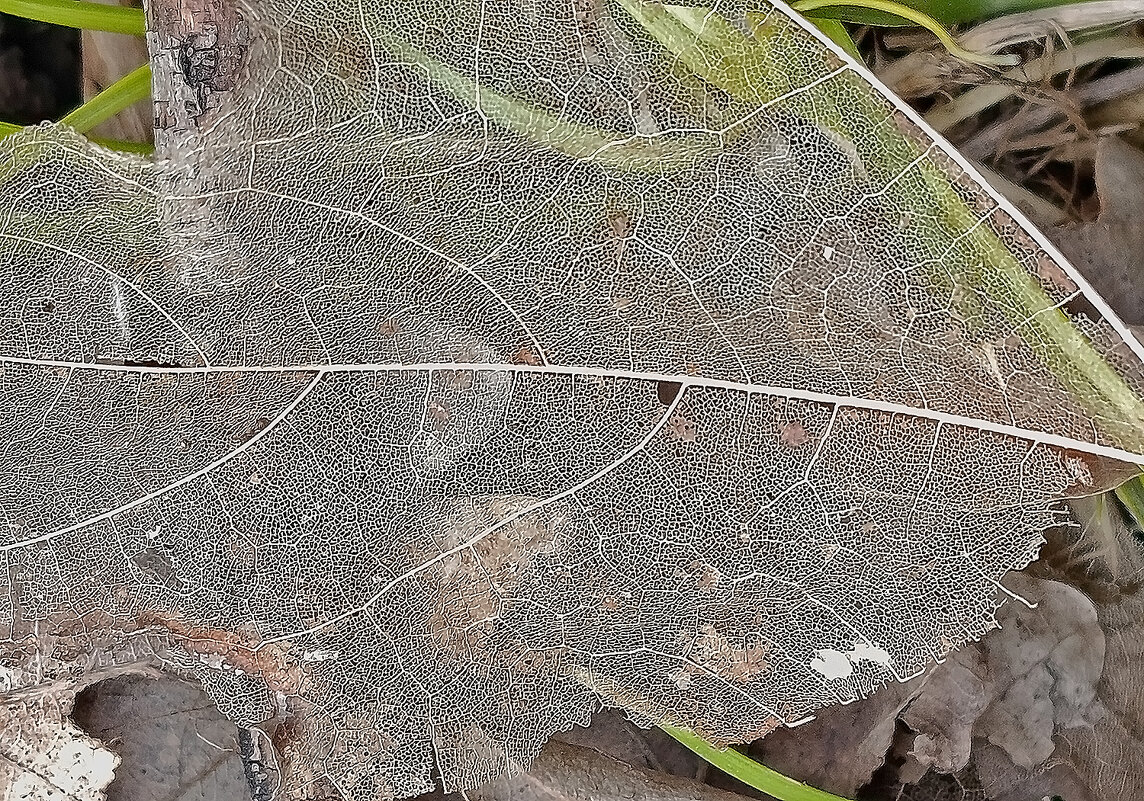 Интересная находка! - Валентина  Нефёдова 