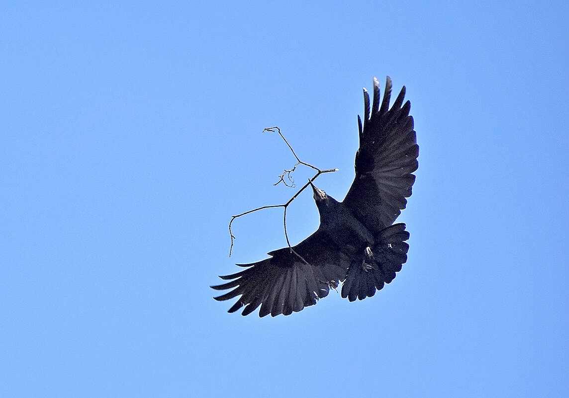 Пора строить гнездо! - Валентина Нефёдова Пора строить гнездо! - Валентина Нефёдова