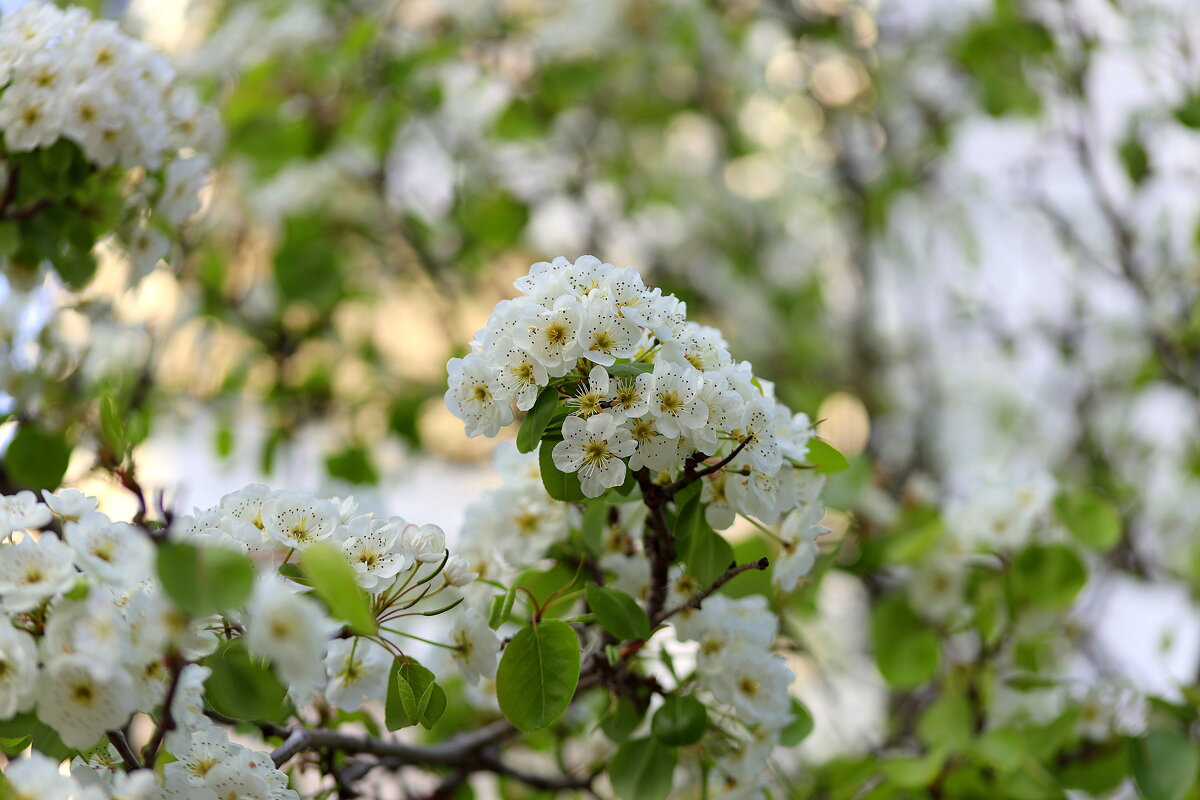 Весенние цветы. - Оля Богданович Весенние цветы. - Оля Богданович