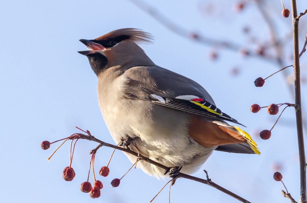 Свиристель - Виктор Иванович Чернюк