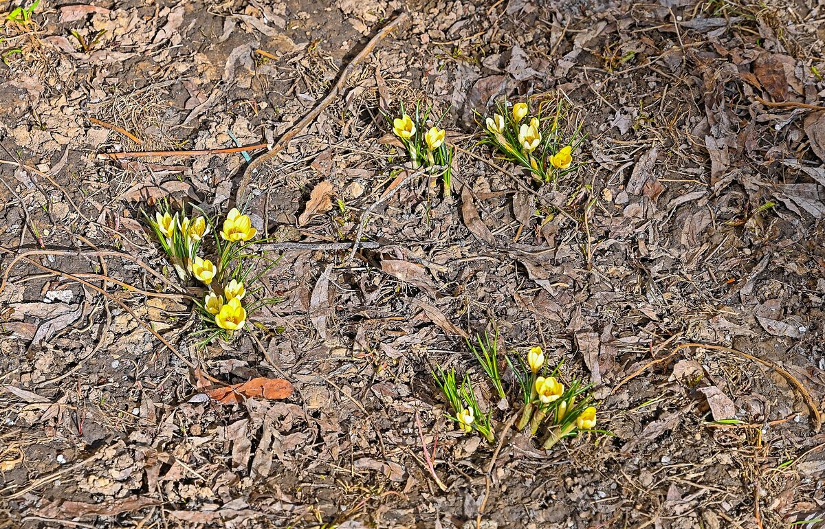 Всё больше первоцветов - Валерий Иванович Всё больше первоцветов - Валерий Иванович