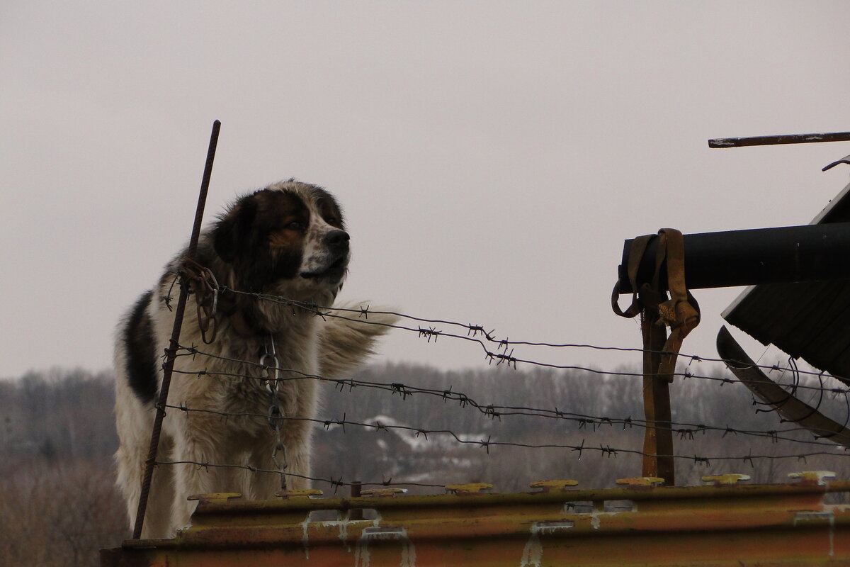 граф - Наталья Штанулина