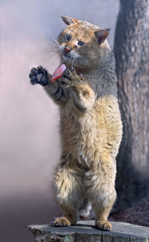 Камышовый - Михаил Бибичков