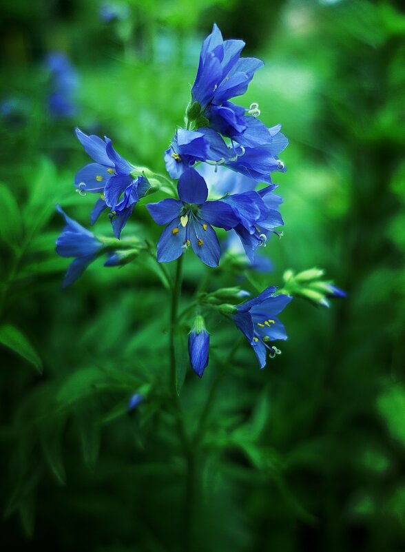 Вдохновение. - Марина Леонидовна