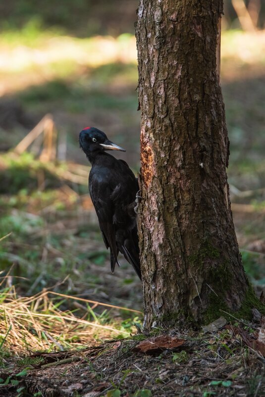Дятел желна. - Виктор Евстратов
