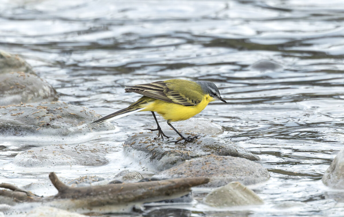 желтая трясогузка - юрий макаров