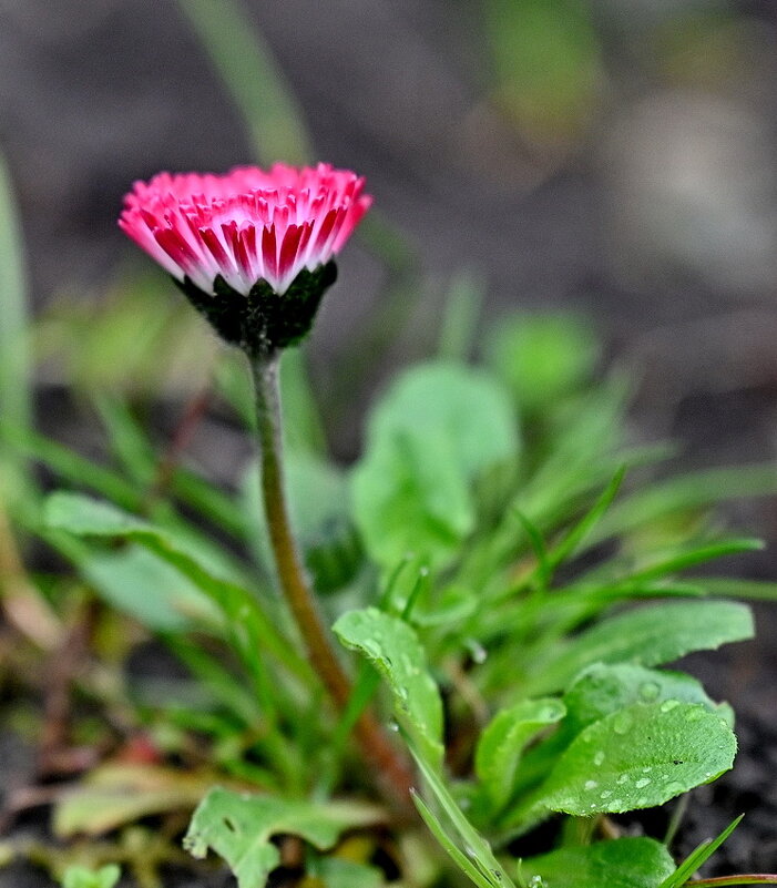 Пришла Весна... - Николай Саржанов