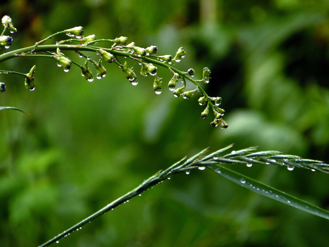 Капельки. - nadyasilyuk Вознюк
