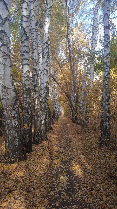 октябрь в берёзовой аллее - Елена Шаламова