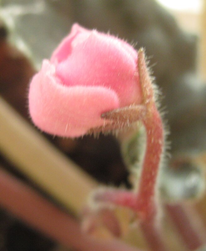 Пробуждение - Елена Семигина