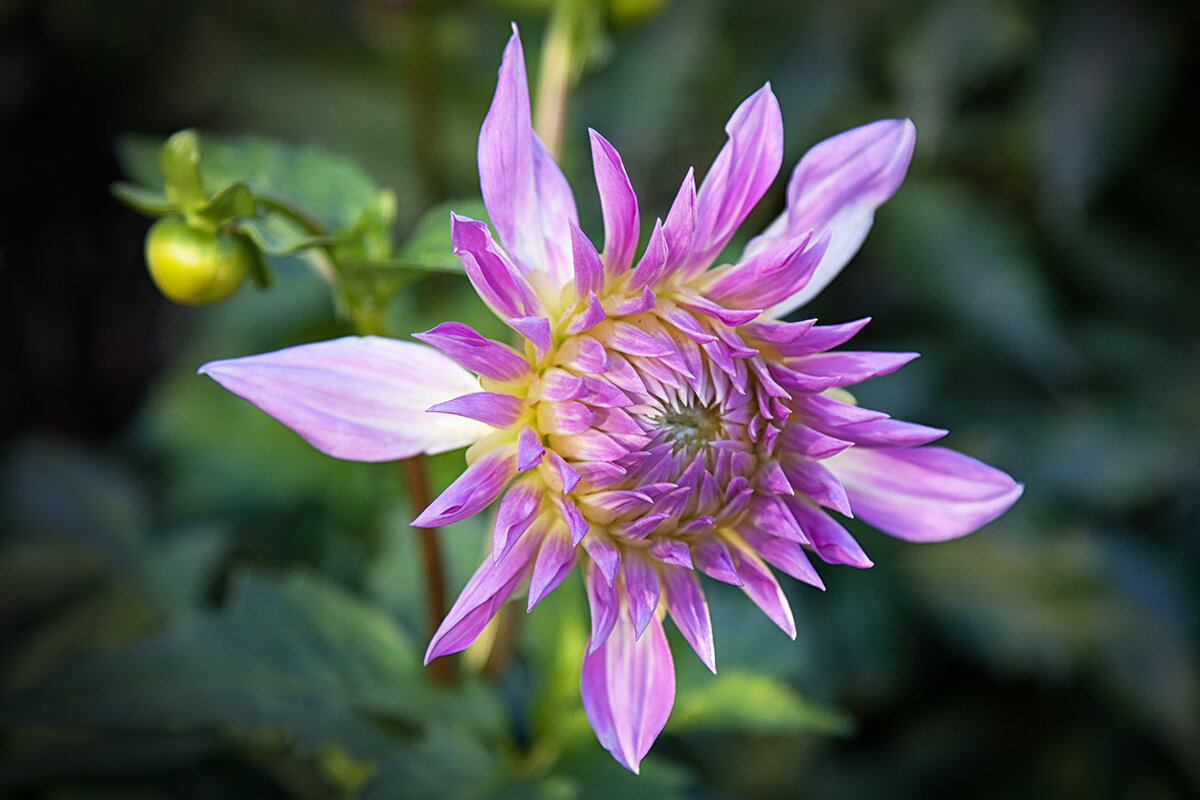 Георгин осенний. - Лилия *