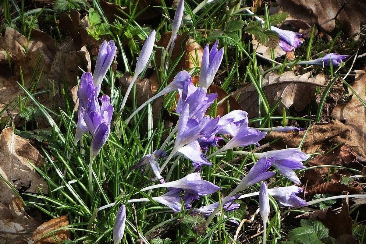 Крокусы - Рита Симонова