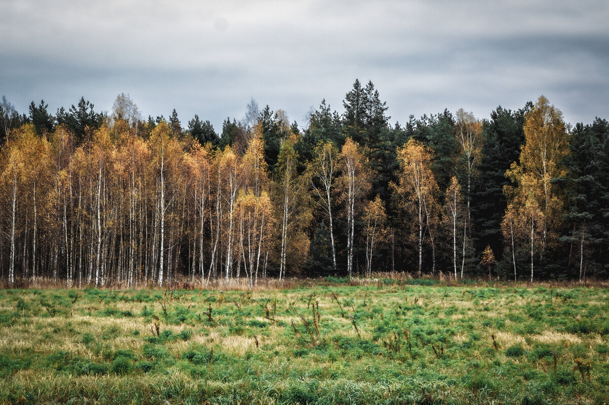 лес - Олег Подлесных