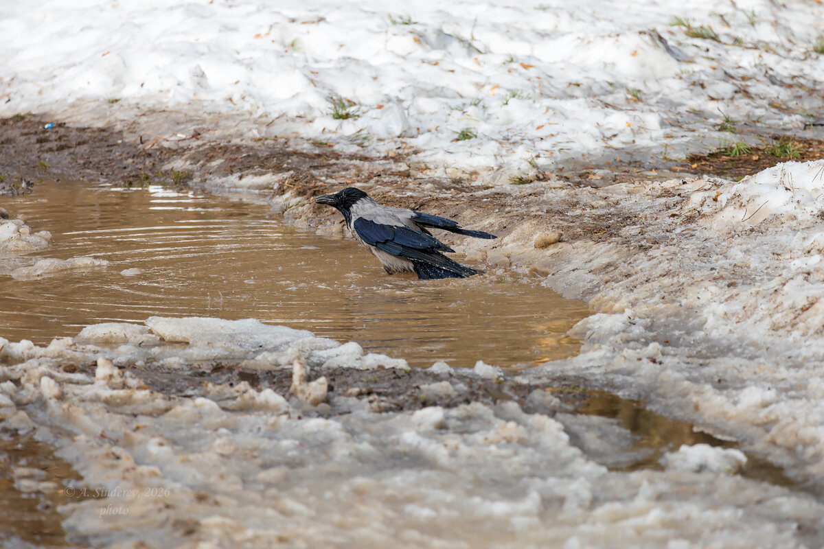 Ворона купается в луже - Александр Синдерёв Ворона купается в луже - Александр Синдерёв