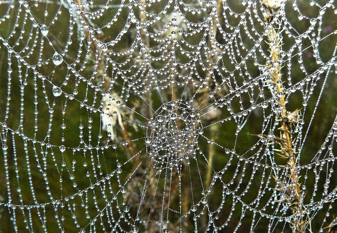 ...утренний жемчуг... - Александр Герасенков ...утренний жемчуг... - Александр Герасенков