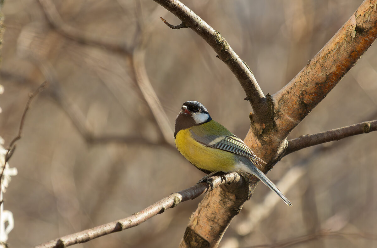 Весенняя трель. - Евгений Голубев