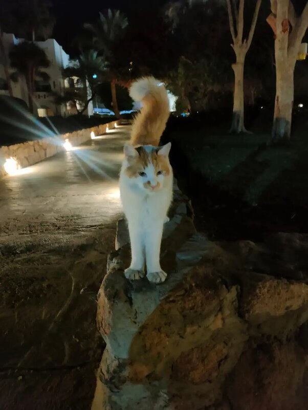 Ночной дозор - Ирэн 