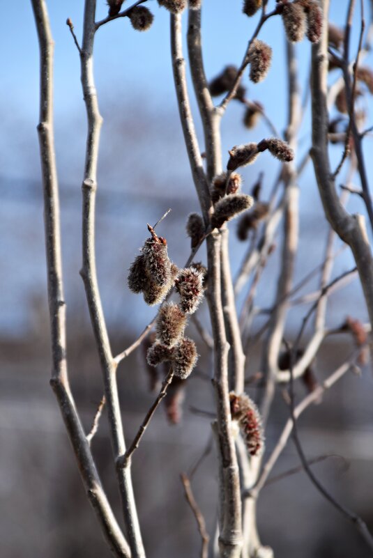 *** - Павленко Михаил 