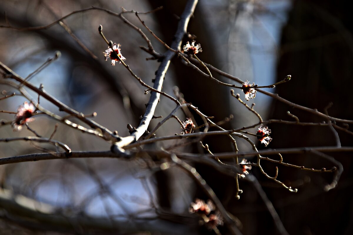 Вяз цветет 2 - Павленко Михаил 