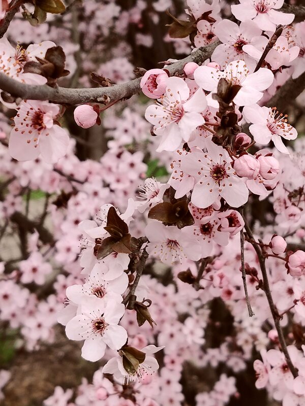 Аромат цветков этого дерева просто волшебный...Весна! - tatyana 
