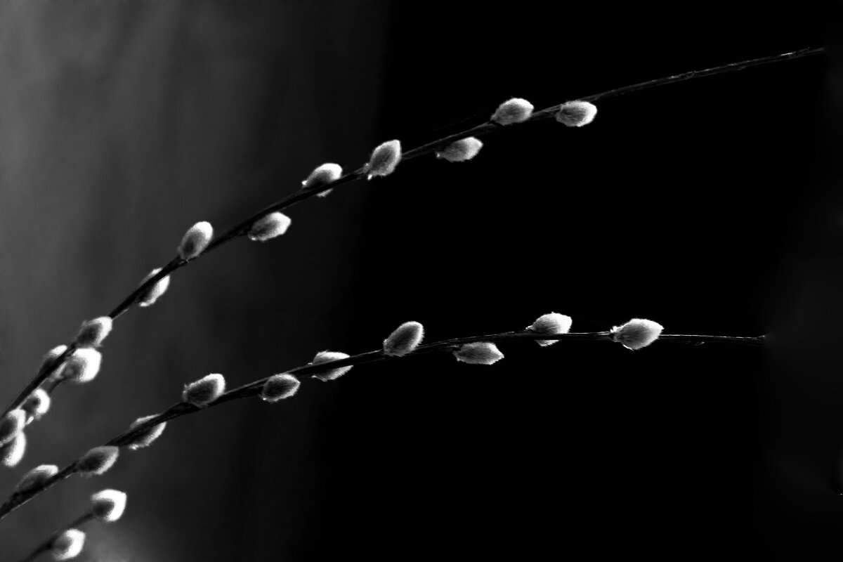 Верба. - Николай 