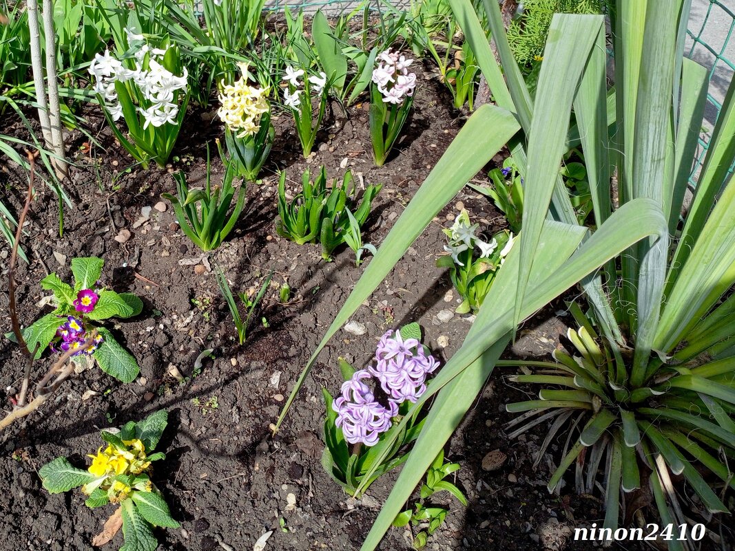 Ростовская весна - Нина Бутко