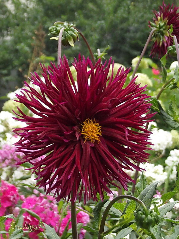 Георгин - Freddy 97