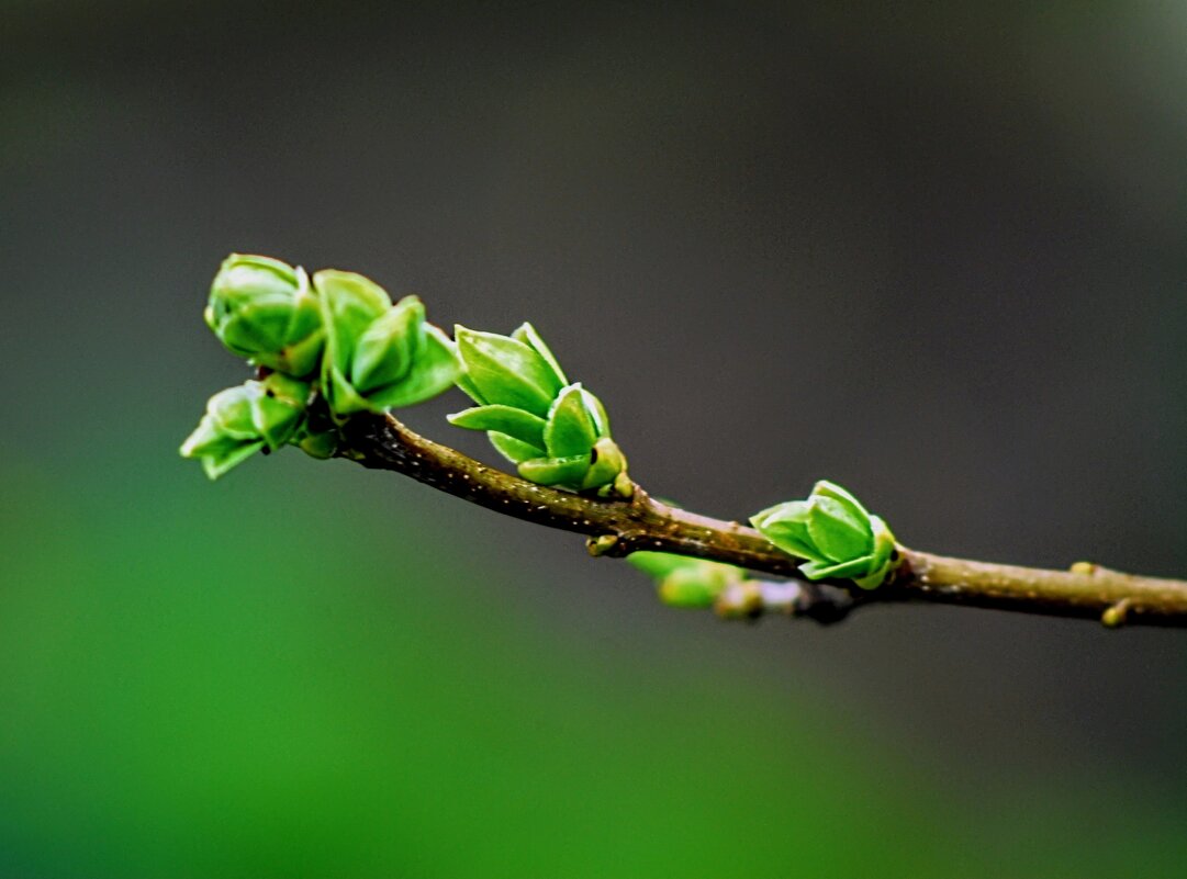 Весна. - Владимир 
