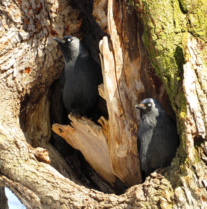 Спрятались в дупле - Андрей Снегерёв