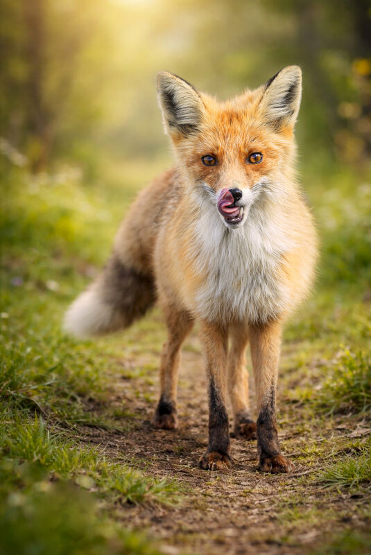 *** - Валерий Черняк