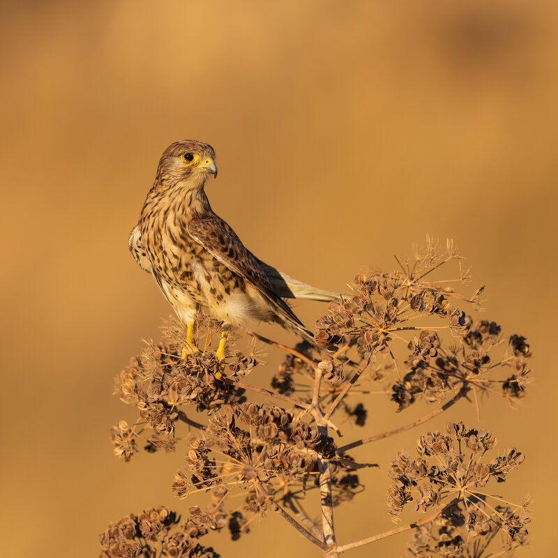 *** - Евгений Фруман